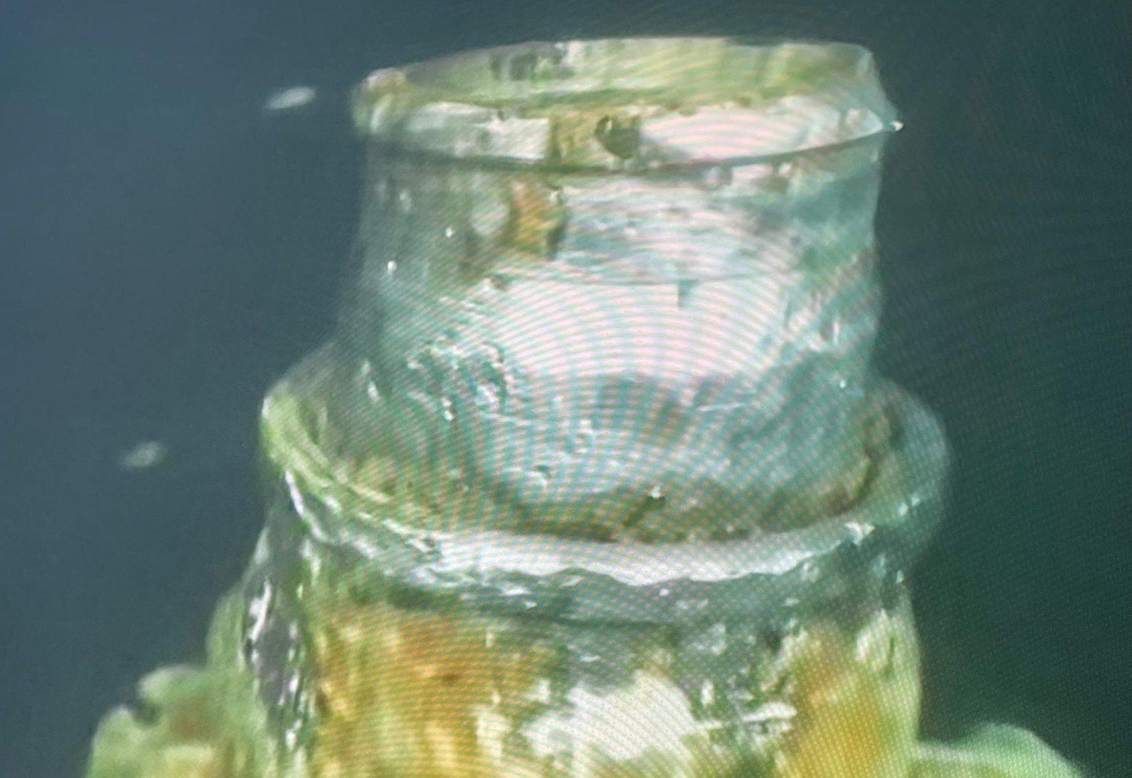 The wellhead sealing face as found, corroded and covered in marine growth