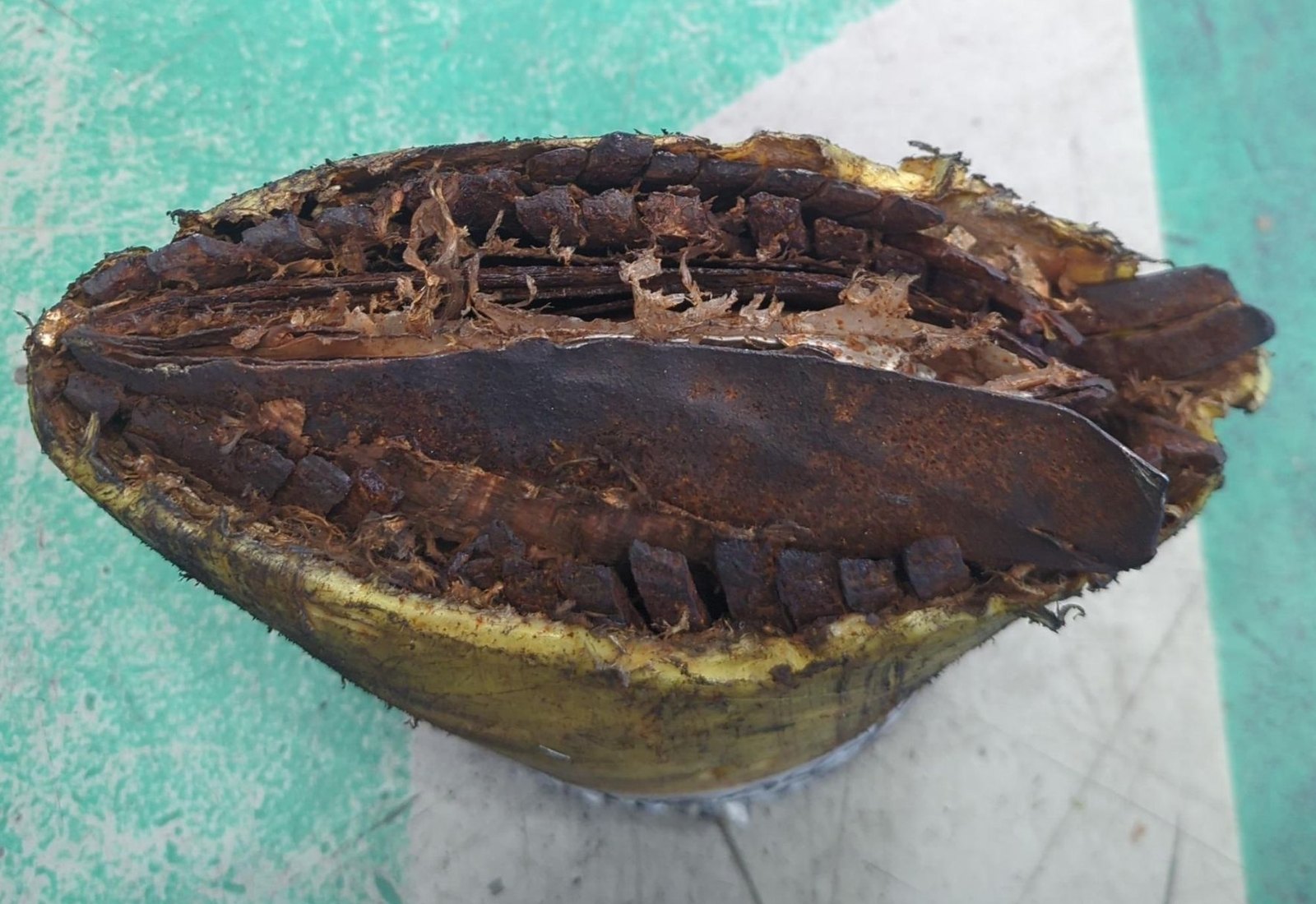 The end of a flexible flowline cut by a conventional shear, crushed flat into a lens shape with the bore closed